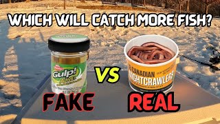 Berkley Gulp! Pinched Crawlers VS. Live Crawlers | Catching a LIMIT of TROUT