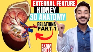 Kidney Anatomy 3D | external features of kidney anatomy relations | kidney external features anatomy