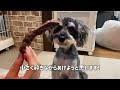 【シュナウザー】子犬はじめての歯磨きに挑戦したら可愛すぎた🥹❤️‍🔥フィンガー歯ブラシおすすめ🦷🪥８月のdoggy boxも最高に可愛かった🦜❤️