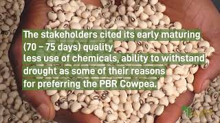 AATF Africa: Nigerian Traditional Rulers endorse the Pod Borer Resistant (PBR) Cowpea.