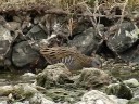 クイナ（water rail）