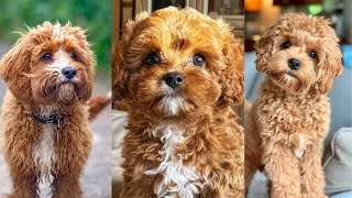 Poodle & Maltipoo & Cavapoo