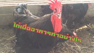 ไก่เบื่ออาหาร ทำอย่างไร ไปชมครับlวิมานดินฟาร์ม