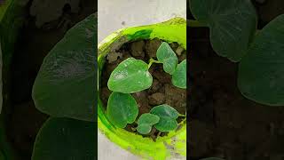 Arvi ke patte#leaves # taro leaves #viral#growing arbi plant #shorts#gardning