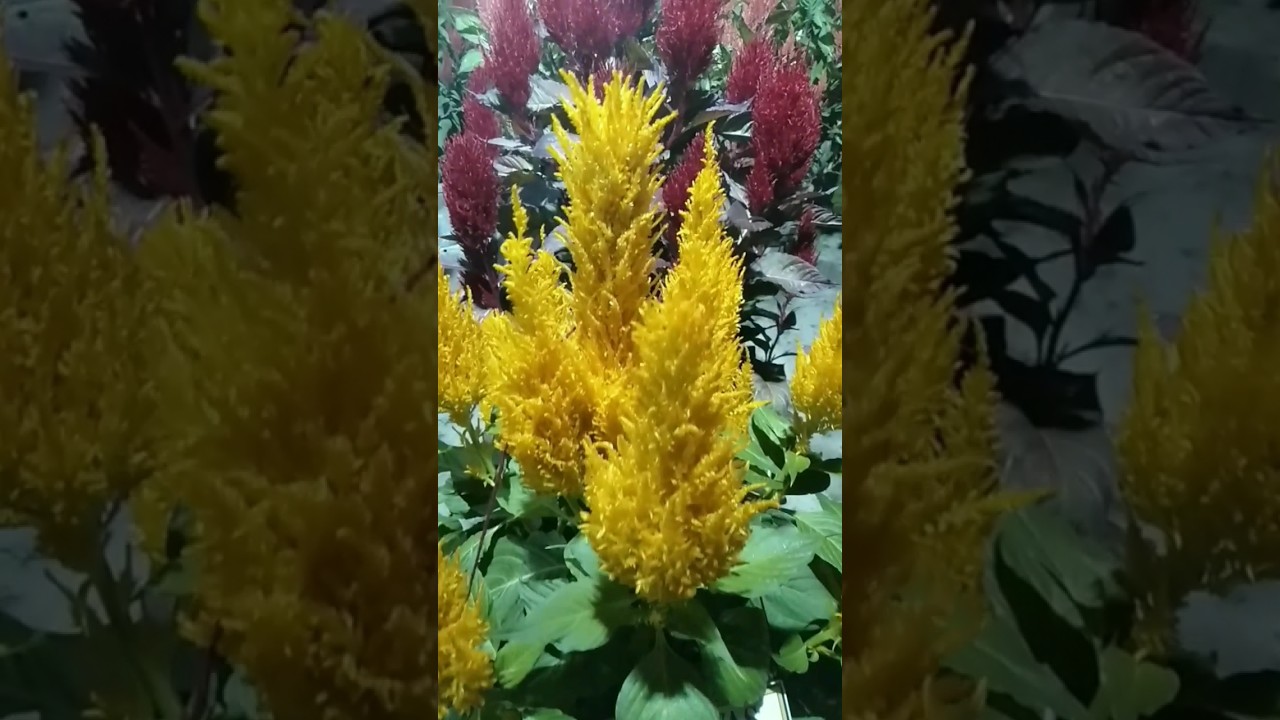 Shortvideo Bangladesh India Video Shorts Shortvideo Viral