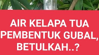 APA AIR KELAPA TUA Bisa membentuk Gubal? betulkah?? #gaharu #kayugaharu#viralvideo #youtube