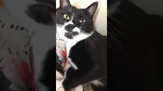 tuxedo-cat🥱子守唄でおやすみ💤七つの子【猫動画】白黒猫ざきお