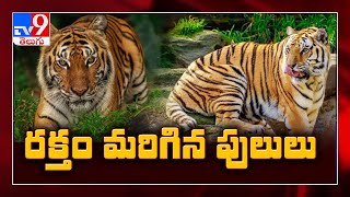 రక్తం రుచి మరిగిన పులులు - TV9