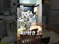 猫が歌を聴いたら口ずさみました　 まるも 猫