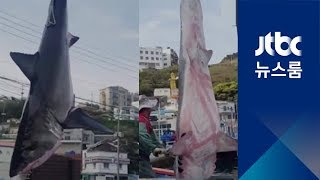 거제 앞바다에 '죠스'…4m 길이 백상아리 잡혀