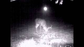 Unexplainable Floating Light on Trail Camera