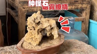 小哥登门拜访！古玩店老板得一怪石，种到盆里，石头天天烟雾缭绕！【收藏小哥张恩鹏】