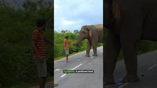 Clever Elephant Takes Over Downtown Street: Unbelievable Street Show!