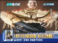 2014.09.03新聞龍捲風part2　眼花？變異？從1991比「狗」還大的巨型蚱蜢說起？