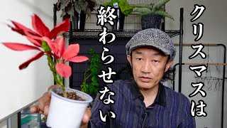 ポインセチアが止まらない【園芸超人カーメン君】