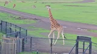 Visiting werribee open range #zoo is a delightful journey #australia #travel (4)