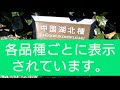 季節限定！茶園の種と花 （福寿園cha遊学パークにて）fukujuen