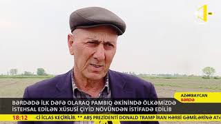 Bərdədə ilk dəfə pambıq əkinində ölkəmizdə istehsal edilən xüsusi çiyid növündən istifadə edilib