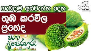 තුඹ කරවිල වගාව  | Haritha Tv | Waga Perahuru | Thuba Karavila