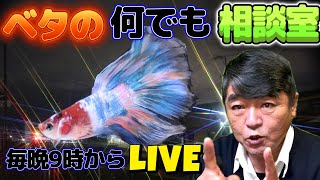 ベタの何でも相談室　2025年2月24日