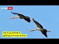 kawal tiger reserve వీకెండ్ లో ఘనంగా జరిగిన బర్డ్ వాక్ jannaram bird walk abp desam