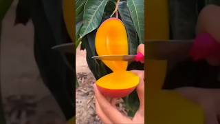 Amazing Red Yellow mango fruit cutting || Agriculture technology #shorts