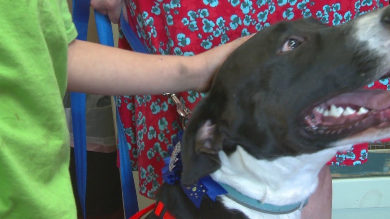 Adopted Dog Saves Family In Fire; Bastrop Animal Shelter Helps Them ...