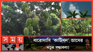 মৌসুম শেষ হলেও থোকায় থোকায় ঝুলছে আম! | Katimon Mango | Chapainawabganj | Mango News | Somoy TV