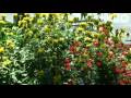 Master Gardener tour: Central Texas Gardener