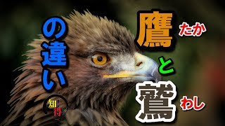 ◆知っ得◆雑学　鷲と鷹の違いは翼を、、、