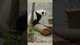 这小奶熊太乖了 #panda #熊猫 #shorts 【欢迎订阅MIGU Panda官方频道】