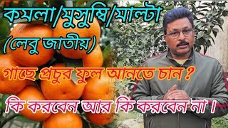 কমলা/মুসুম্বি/মাল্টা (লেবু জাতীয়) গাছে প্রচুর ফুল আনতে চান ? কি করবেন আর কি করবেন না #orange #yt