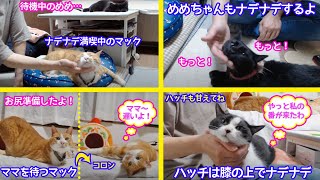 ＜保護猫通信/2021ｰ05-14＞「ほっこり猫ライブ」猫たちが大好きなナデナデ！いち早くマックが満喫〜めめも遊びのの合間にナデナデ！ハッチはママの膝の上がイイね！-Cat Life TV