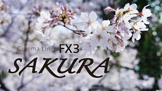 SAKURA at Inokashira Park, Kichijoji | SONY FX3 + SEL24105G | Cinematic Video 4K