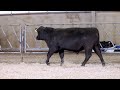 pa bull test lot 18