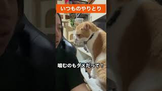 とにかくしばき倒してくる虎徹#shorts #虎徹 #煉 #猫 #猫のいる暮らし