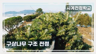 구상나무 구조 전정 #85사계전정학교 23 01 04