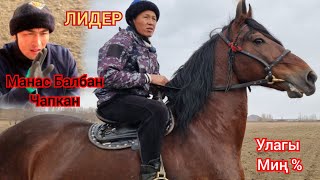 ЛИДЕР  Манас  Ниязов Чапкан Ат Сатууга Чыкты  Улагы 100  % Санчодон