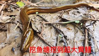 江西农村资源真好,挖鱼塘挖到超大黄鳝,真的是太幸运了【山村大雄】