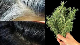 Rosemary miracle for your hair! Even at 70, gray hair disappears