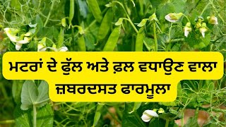 ਮਟਰਾਂ ਦੇ ਫੁੱਲ ਅਤੇ ਫ਼ਲ ਵਧਾਉਣ ਵਾਲਾ ਜ਼ਬਰਦਸਤ ਫਾਰਮੂਲਾ