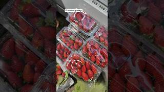 Exotic Premium Quality Strawberry 🍓/#shorts #fruitlover #strawberry #viralvideo #youtubeshorts