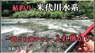 鮎釣り  米代川水系   令和５年8月中旬  午後になって一時入れ掛かり ２０連チャン