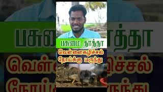 வெள்ளை கழிச்சல் நோய்க்கு மருந்து#chicken #shorts #pasumaThatha