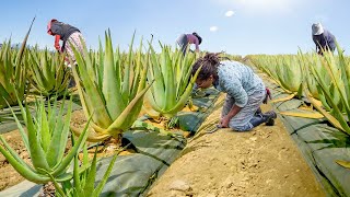 How They Harvest & Process Millions of Aloe Vera Leaves