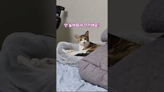 세상에 이런 수다냥이? 개냥이의 역대급 수다