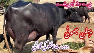 پیورنیلی کی بھینسں برائے فروخت#Nili Rave Buffalos for sale in punjab on YouTube sale،03065110914