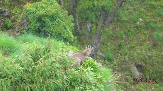 ghoral sat down on a rock on steep slope