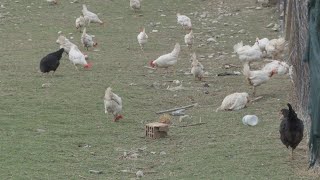 1 muaj pas rastit të parë, gripi i shpendëve vijon të jetë prezent në qarkun e Elbasanit