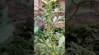 ਦੇਸੀ ਭਿੰਡੀ ਦਾ ਝਾੜ Yield of Desi Okra